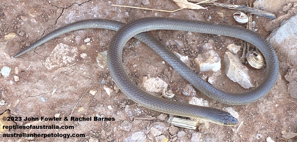 The Patternless Delma (Delma inornata) with a partially regrown tail, in the picture above was photographed at Monarto South Australia.